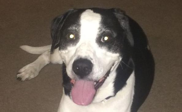 Pic of the Litter: Molly